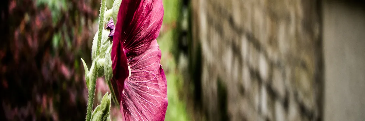 Image Constructeur terrain padel Éragny